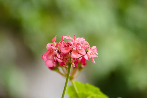 Zonal Geranium Blom Närbild Med Gröna Suddiga Växter Bakgrunden — Stockfoto