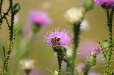 Çiçek açan tüysüz devedikeni üzerinde arı ön planda seçici bir odak ile yakın plan görüntüsü
