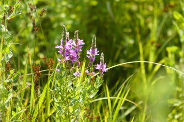 Mor gevşeklik çiçek açıcı yakın plan görünümde ve seçici ön plan odaklı