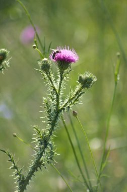 Dikenli tüysüz devedikeni ön planda seçici odaklı yakın plan görünümlü arı