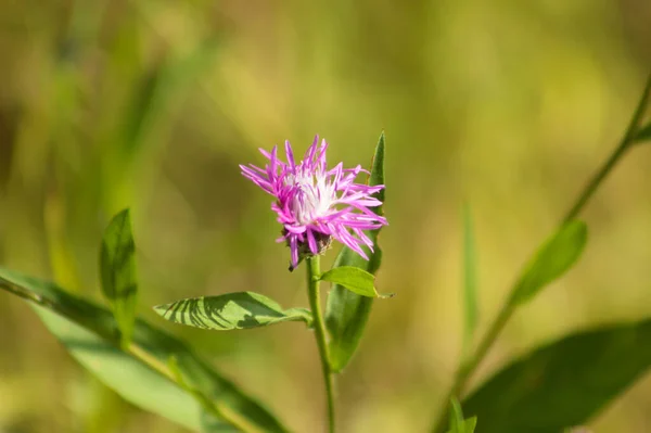 Çiçek açan kahverengi knapweed. Arka planda yeşil bulanık bitkiler.