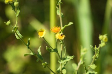 Arka planda yeşil bulanık bitkiler ile çiçek ve böcek yakın plan görüntüsü yaygın pire