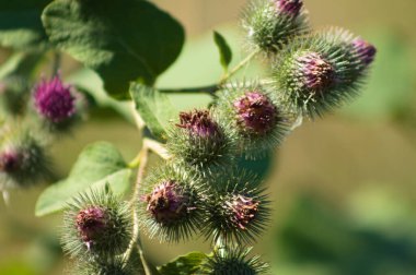 Arka planda bulanık yeşil bitkilerle daha küçük burdock çiçekleri yakın plan görüntüsü
