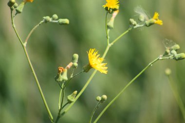 Bulanık yeşil arkaplanlı, yakın plan çiçekli daimi dişi domuz.