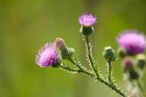 Spiny Plumeless Thistle Flowers Close View Selective Focus Foreground — Stock Photo, Image