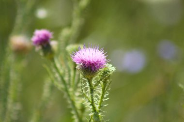 Çiçek açan dikensiz devedikeni. Arka planda yeşil bulanık bitkiler.