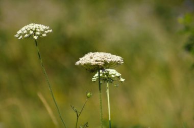 Arka planda bulanık yeşil bitkiler ve yakın plan çiçekli vahşi havuç.