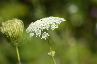 Arka planda yeşil bulanık bitkilerle yakın plan havuç kızılötesi görüntüsü.