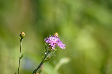 Çiçek açan kahverengi knapweed. Arka planda yeşil bulanık bitkiler.