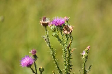 Dikensiz dikeni yeşil bulanık arkaplan ile yakın plan çiçek görünümünde
