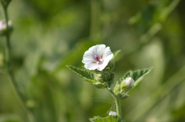 Marsh-mallow ön planda seçici bir odak ile yakın çekim görünümünde çiçek açar