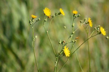 Ebedi dişi devedikeni çiçekleri ön plana seçici bir şekilde odaklanarak yakın plan görüntüsü