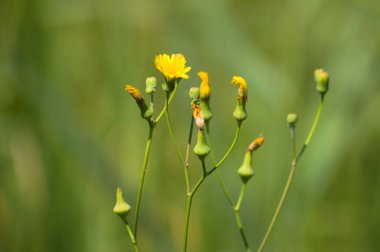 Arkaplanda yeşil bulanık bitkiler olan, çiçek açan daimi dişi domuz.