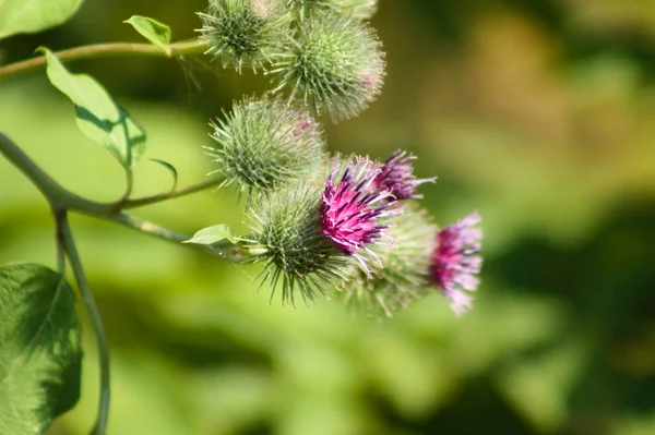 Kleine Klette Auf Blüte Nahaufnahme Mit Grünen Verschwommenen Pflanzen Auf — Stockfoto