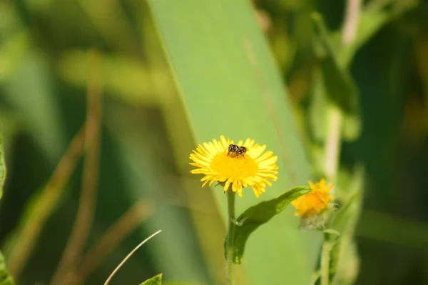 蜜蜂的共同跳蚤特写观点 有选择地关注前景 — 图库照片