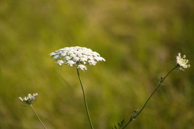 Vahşi yeşil arka planlı, patlayan havucun yakın çekimi.