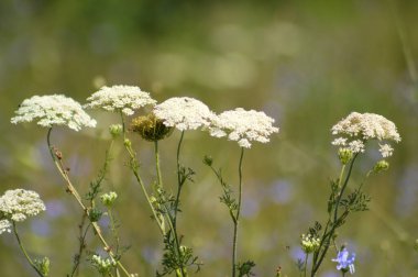 Yeşil bulanık arka planda birkaç vahşi havuç kızılötesi yakın plan.