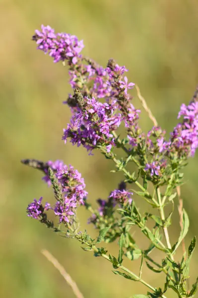 Primer Plano Floración Suelta Púrpura Con Fondo Borroso — Foto de Stock