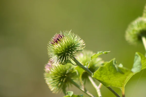 Κοντινό Πλάνο Ενός Μικρότερου Burdock Bud Πράσινο Θολή Φόντο — Φωτογραφία Αρχείου