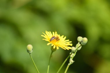 Arı polenleme uzun ömürlü dişi domuz çiçeği yakın plan üzerinde bulanık yeşil bitkiler