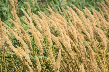 Ön planda seçici bir odak noktası olan altın çalı tohumlarına yakın plan