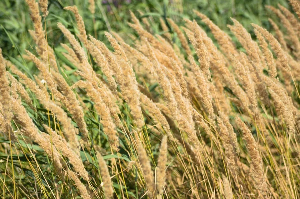 Ön planda seçici bir odak noktası olan altın çalı tohumlarına yakın plan