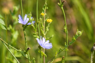 Arka planda yeşil bulanık bitkiler olan mavi, yaygın hindiba bitkisine yakın plan