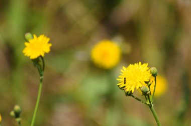 Arka planda bulanık bitkilerle birlikte çiçek açmış daimi dişi domuzun yakın çekimi