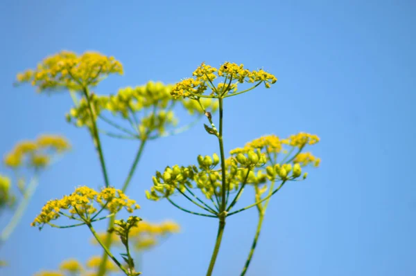 Close-up of sweet fennel flowers on a blue sky background