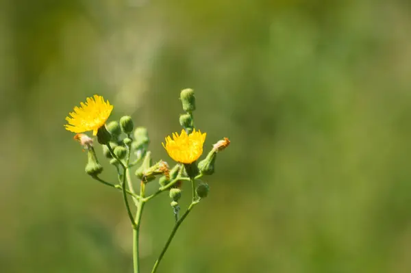 Zbliżenie Żółtych Wieloletnich Kwiatów Ostrokrzewu Zielonym Nieostrym Tłem — Zdjęcie stockowe