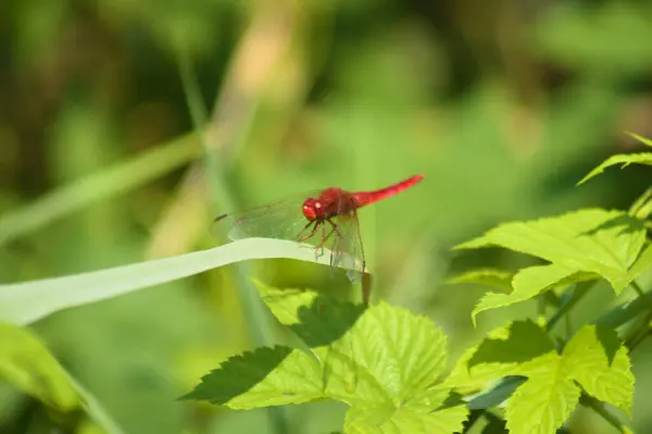 一只红色蜻蜓栖息在叶子上的特写 背景上有绿色模糊的植物 — 图库照片