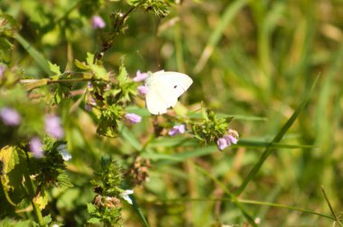 Önplanda seçici bir odak noktası olan siyah Horehound çiçeklerine yakın plan