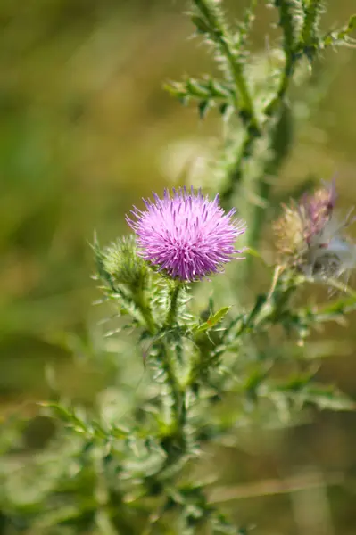 Close Spiny Plumeless Thistle Flower Selective Focus Foreground — Stock Photo, Image