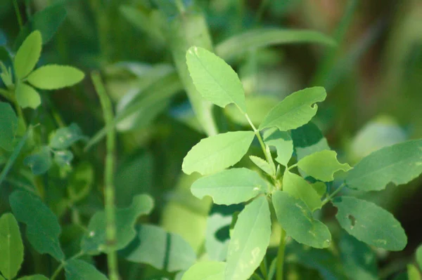 Close White Sweetclover Leaves Selective Focus Foreground — Stock Photo, Image
