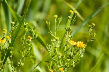 Önplanda seçici bir odak noktası olan sıradan pire çiçeklerine yakın çekim