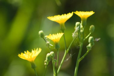 Dar yapraklı şahin sakallı çiçeklerin yakın plan görüntüsü, yeşil bulanık arka plan