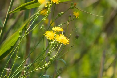 Uzun ömürlü dişi devedikeni çiçeklerinin ön planda seçici bir odak noktası vardır.