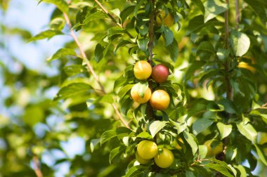 Önplanda seçici bir odak noktası olan kiraz eriği meyvelerinin yakın plan çekimi