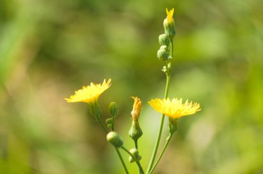 Yeşil bulanık arkaplan ile çiçeklenmiş daimi dişi domuzun yakın çekimi