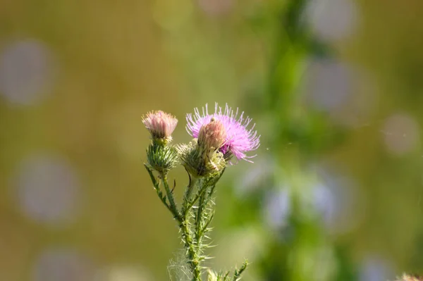 Nahaufnahme Einer Stacheligen Federlosen Distel Blüte Mit Grün Verschwommenem Hintergrund — Stockfoto