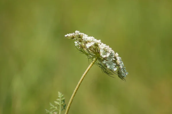 Închiderea Morcovului Sălbatic Floare Fundal Verde Încețoșat — Fotografie, imagine de stoc