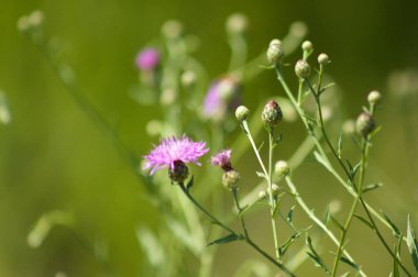 Benekli knapweed 'in ön planda seçici bir odak noktası ve bulanık arkaplan ile yakın plan görüntüsü