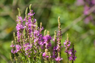 Mor gevşekliğin ön planda seçici bir odak noktasıyla çiçek açtığı yakın plan.