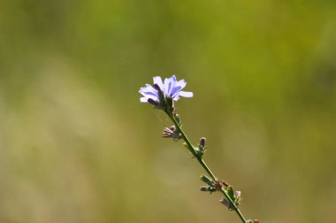 Yeşil bulanık arkaplan ile çiçek açan tek mavi hindiba çiçeğinin yakın plan görüntüsü