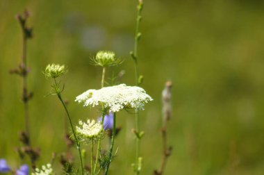 Vahşi yeşil arka planlı, yaban havucu çiçeğinin yakın çekimi.
