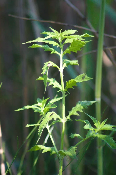 Gros Plan Sur Les Feuilles Gitadelle Avec Accent Sélectif Sur — Photo