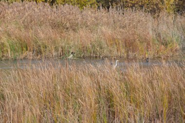 Altın kamış ve su üzerindeki kuşlar yatay olarak görüyorlar.