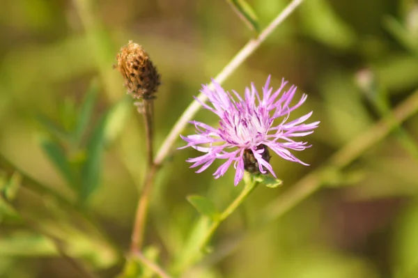 Primer Plano Flor Ambrosía Manchada Única Con Plantas Verdes Borrosas — Foto de Stock