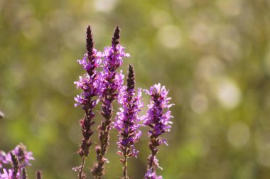 Mor gevşek çiçekli, bulanık yeşil arka planlı yakın plan.
