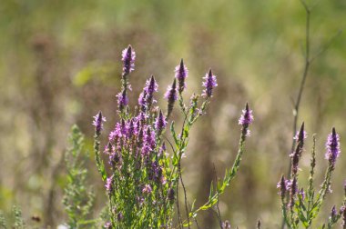Bulanık arkaplan ve çiçek açmış mor gevşekliğin yakın çekimi